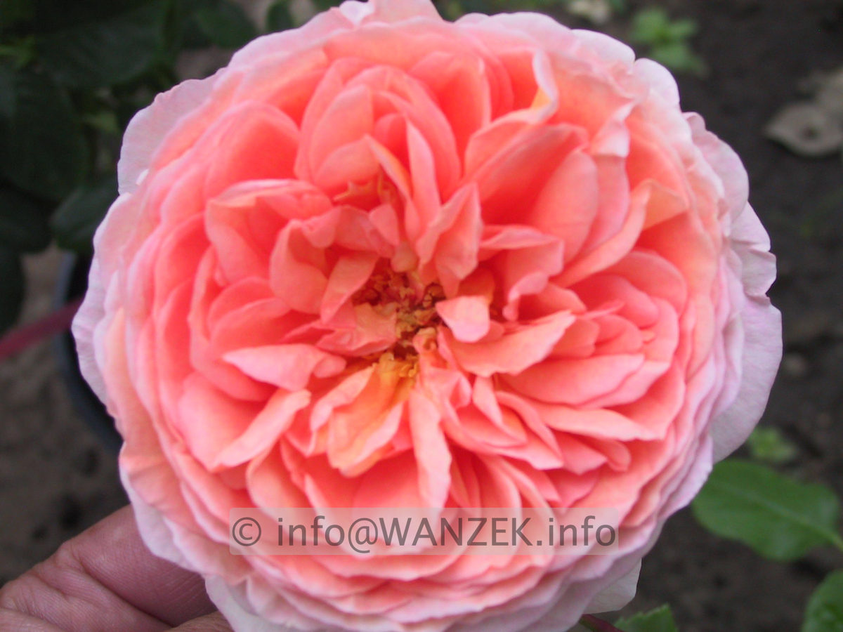 Strauchrose Abraham Darby.JPG